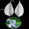 Hydrangea leaves C